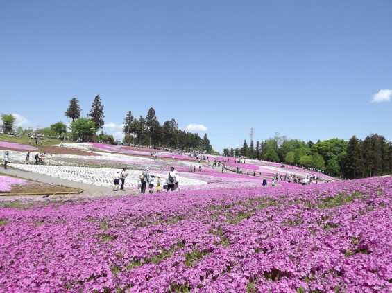 20140502 埼玉県秩父市羊山公園の芝桜DSCF1140