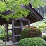 都幾山 慈光寺の菁莪（しゃが）DSCF5275