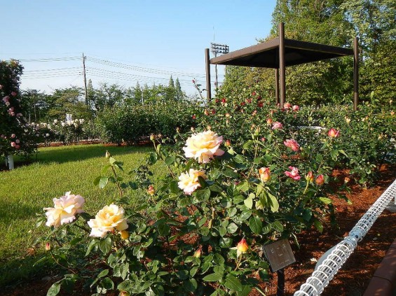 埼玉県のバラ園　バラまつり　伊奈町制施行記念公園 DSCN4311