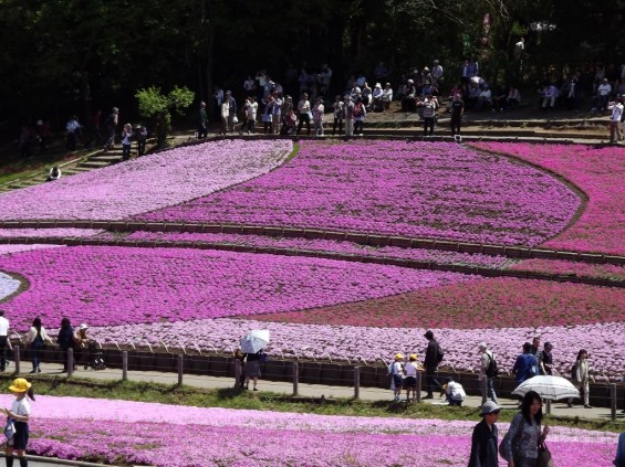 20140502 埼玉県秩父市羊山公園の芝桜DSCF1153