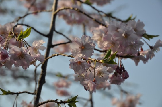 埼玉の霊園　さいたま市西区「さいたまメモリアルパーク」桜DSC_0301