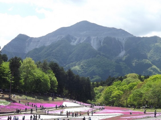 20140502 埼玉県秩父市羊山公園の芝桜DSCF1158