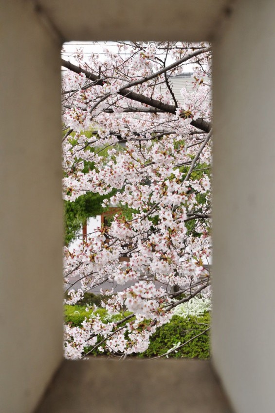 埼玉県行田市　忍城　城塀　挟間　桜DSC_0416