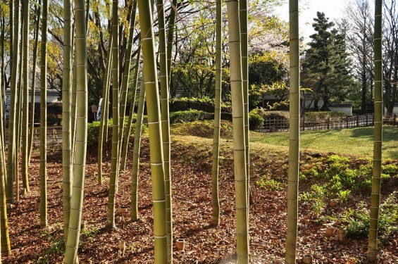 埼玉県行田市　忍城　郷土博物館から見える竹林DSC_0455