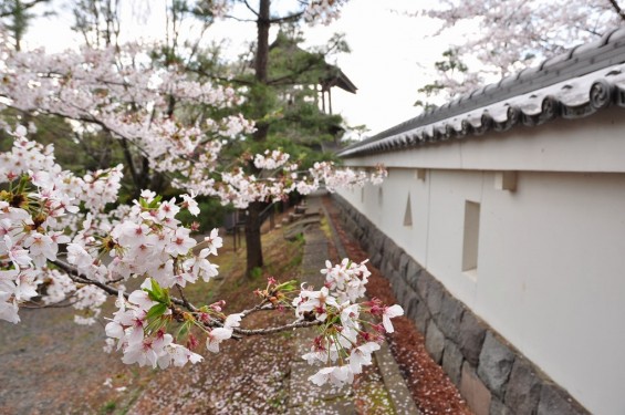 埼玉県行田市　忍城　桜と城塀DSC_0415