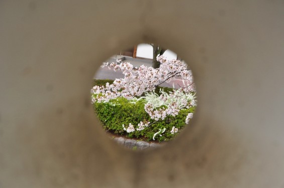 埼玉県行田市　忍城　城塀　挟間　桜DSC_0417