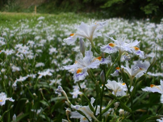 都幾山 慈光寺の菁莪（しゃが）DSCF5261