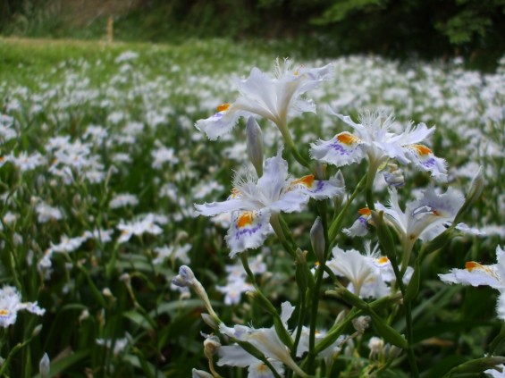 都幾山 慈光寺の菁莪（しゃが）DSCF5261