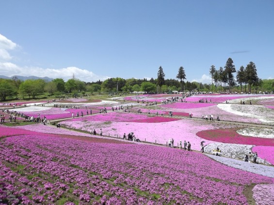 20140502 埼玉県秩父市羊山公園の芝桜DSCF1134