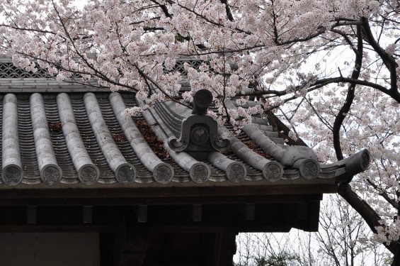 埼玉県行田市　忍城　東門と桜DSC_0408