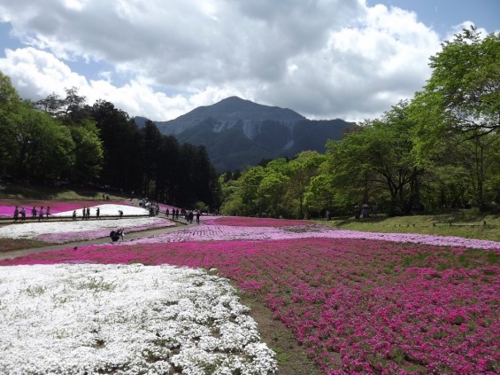 20140502 埼玉県秩父市羊山公園の芝桜DSCF1150