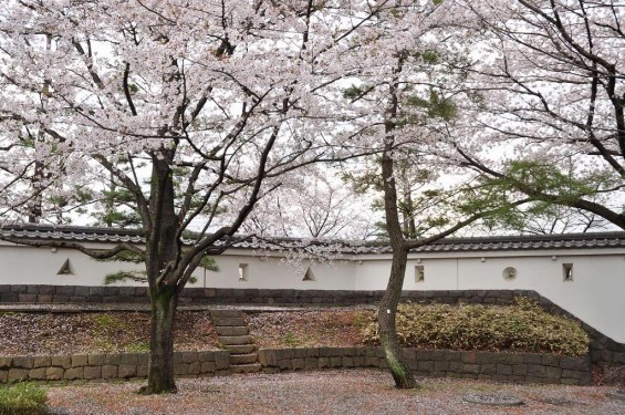 埼玉県行田市　忍城　桜と城塀DSC_0414