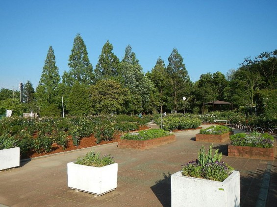 埼玉県のバラ園　バラまつり　伊奈町制施行記念公園 DSCN4258