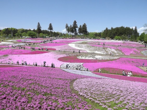 20140502 埼玉県秩父市羊山公園の芝桜DSCF1132