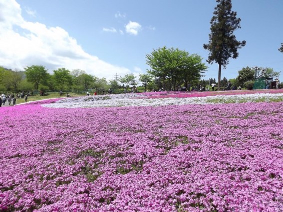 20140502 埼玉県秩父市羊山公園の芝桜DSCF1154