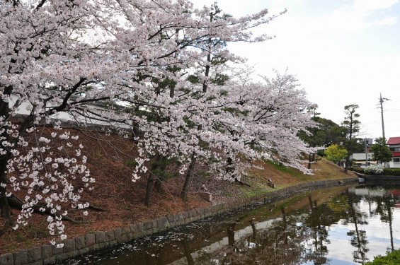 埼玉県行田市　忍城　本丸　堀　桜DSC_0403