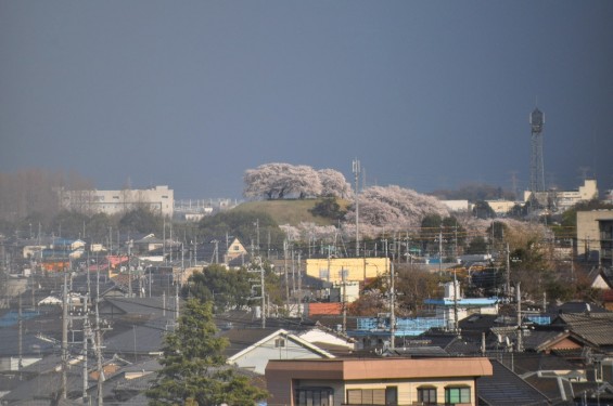 埼玉県行田市　忍城から見える　さきたま古墳の丸墓山　桜満開DSC_0438