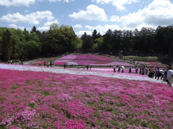 20140502 埼玉県秩父市羊山公園の芝桜DSCF1156