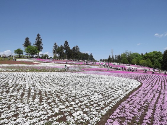 20140502 埼玉県秩父市羊山公園の芝桜DSCF1143