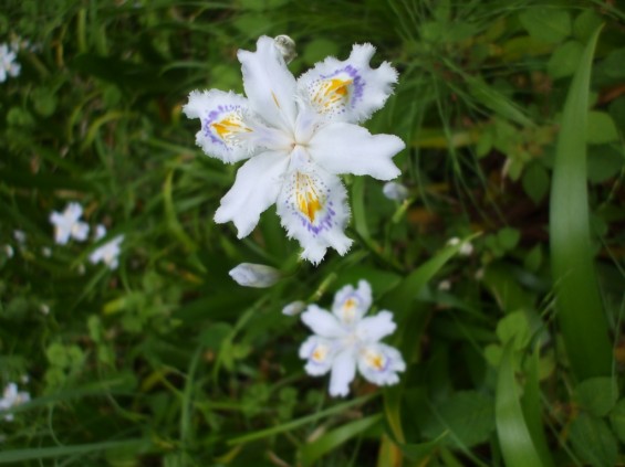 都幾山 慈光寺の菁莪（しゃが）DSCF5260