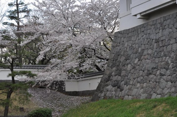 埼玉県行田市　忍城　桜と石垣と城塀DSC_0393