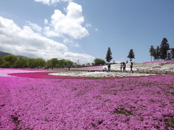 20140502 埼玉県秩父市羊山公園の芝桜DSCF1165