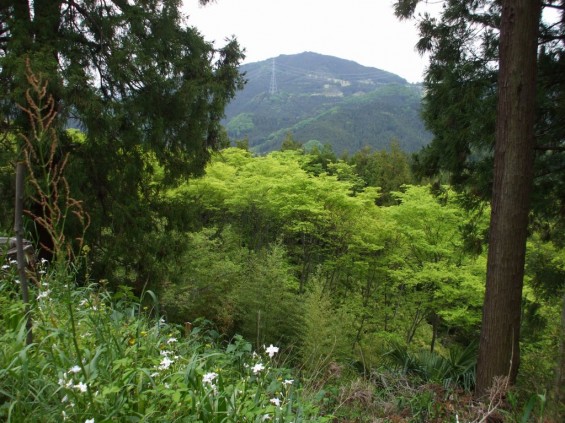 都幾山 慈光寺の菁莪（しゃが）DSCF5268