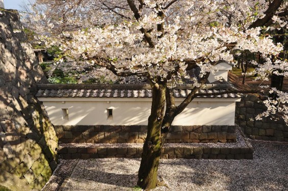 埼玉県行田市　忍城　桜と石垣と城塀DSC_0452