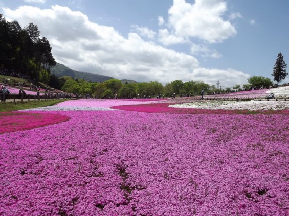 20140502 埼玉県秩父市羊山公園の芝桜DSCF1164