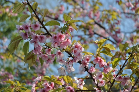 埼玉の霊園　さいたま市西区「さいたまメモリアルパーク」枝垂れ桜DSC_0297