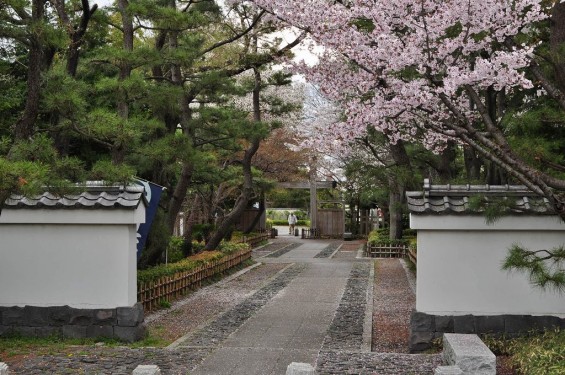 埼玉県行田市　忍城　桜と東小路DSC_0395