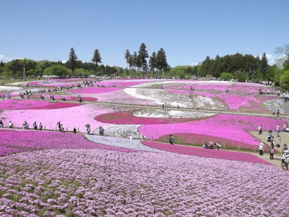 20140502 埼玉県秩父市羊山公園の芝桜DSCF1131