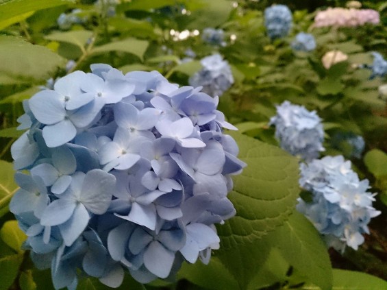 紫陽花の季節です　伊奈町町制記念公園あじさい園1402395634738