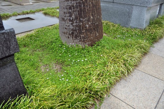 埼玉県 桶川霊園 雨の日の花DSC_0101