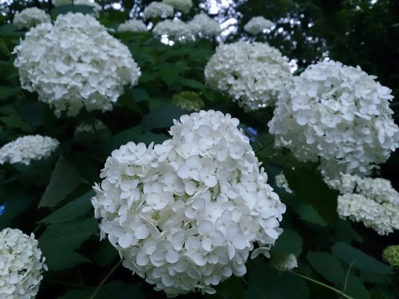 紫陽花の季節です　伊奈町町制記念公園あじさい園1402395658961