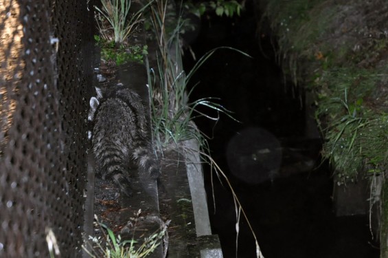 雨の夜に、仔狸（こだぬき）に遭遇DSC_0010-