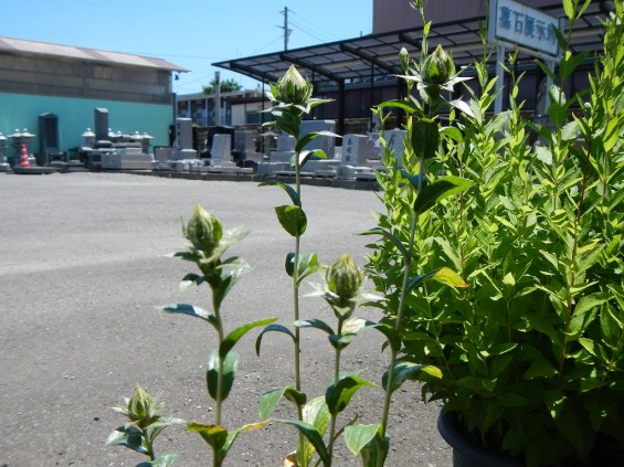 大塚　墓石展示場の植物 桔梗ききょう と 紅花ベニバナDSCN4469