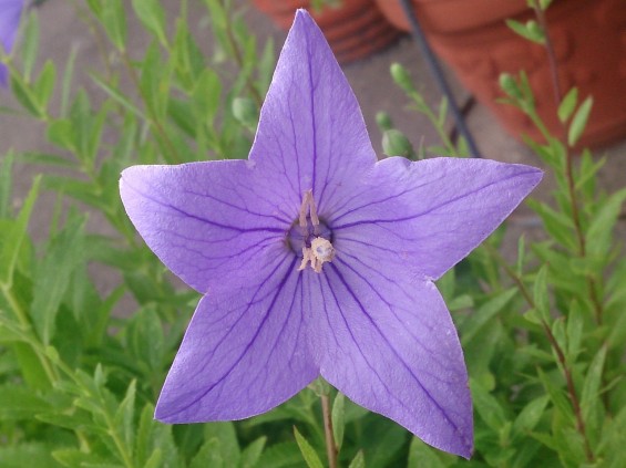 201406243 桔梗の花DSC_2072