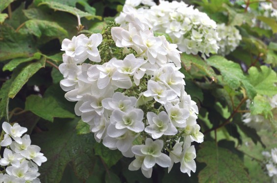 埼玉県 桶川霊園 西洋アジサイ 紫陽花 あじさい DSC_0090