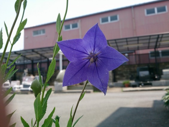 20140620 桔梗の花が咲きましたDSC_2046