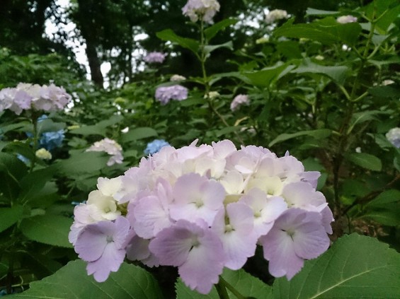 紫陽花の季節です　伊奈町町制記念公園あじさい園1402395565940