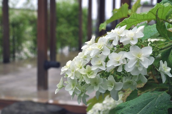 埼玉県 桶川霊園 西洋アジサイ 紫陽花 あじさい DSC_0094