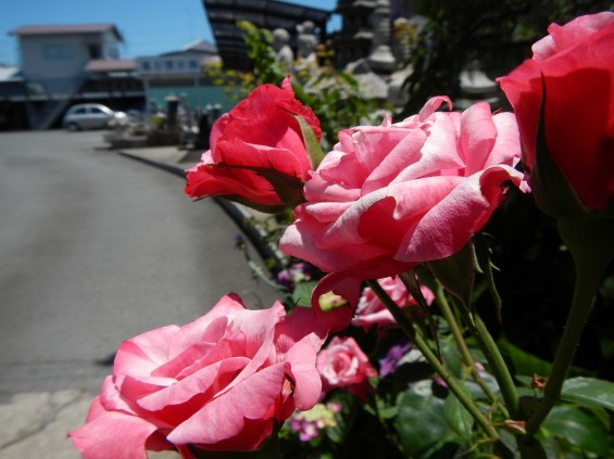 大塚　墓石展示場の植物 薔薇バラDSCN4472