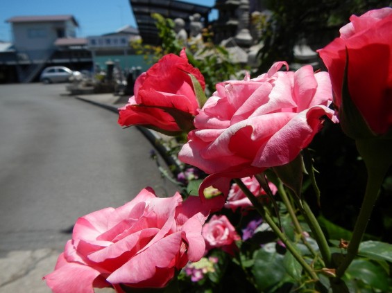 大塚　墓石展示場の植物 薔薇バラDSCN4472