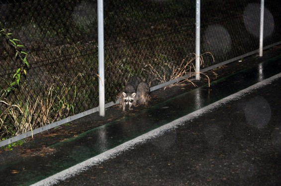 雨の夜に、仔狸（こだぬき）に遭遇DSC_0002--