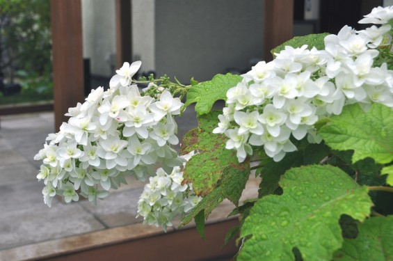 埼玉県 桶川霊園 西洋アジサイ 紫陽花 あじさい DSC_0093