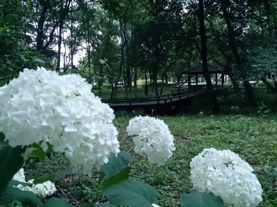 紫陽花の季節です　伊奈町町制記念公園あじさい園1402395646233