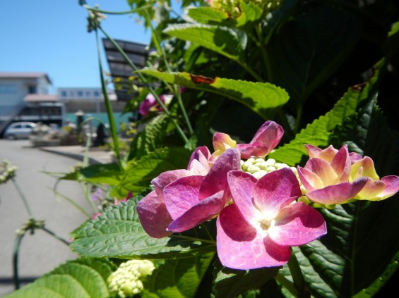 大塚　墓石展示場の植物 紫陽花あじさいDSCN4473