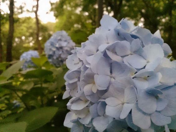 紫陽花の季節です　伊奈町町制記念公園あじさい園1402395539477