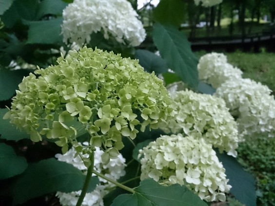 紫陽花の季節です　伊奈町町制記念公園あじさい園1402395667261